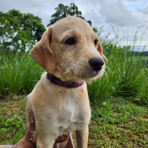 Beautiful, happy 4 month old male for adoption to a loving home