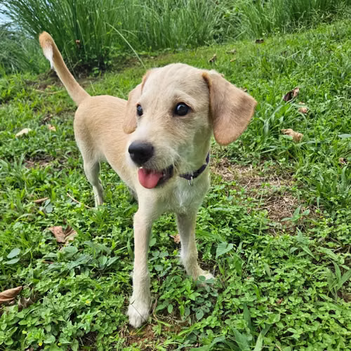 Beautiful, joyful 4 month old male for adoption to a loving home - Imagen 2