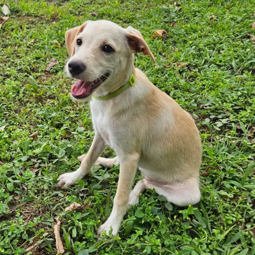 Beautiful, joyful 4 month old female for adoption to a loving home - Imagen 4