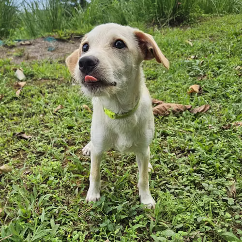 Beautiful, joyful 4 month old female for adoption to a loving home - Imagen 2