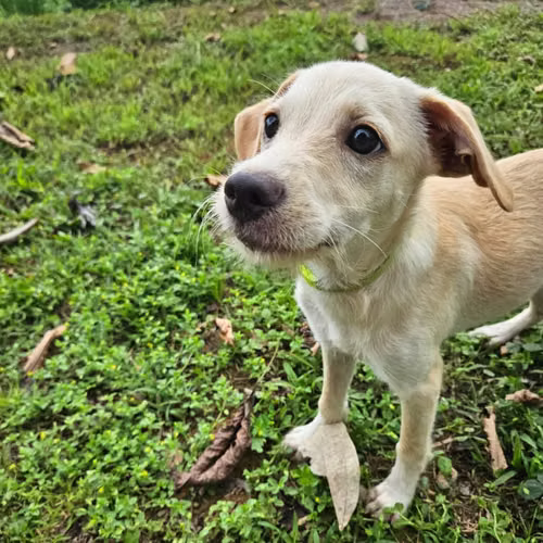 Beautiful, joyful 4 month old female for adoption to a loving home - Imagen 3