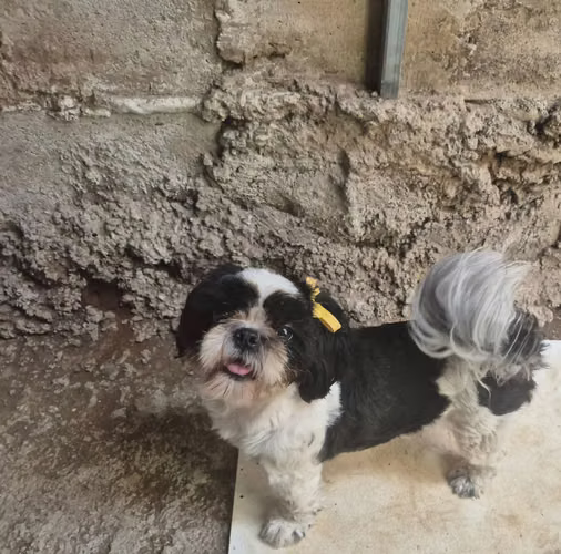 Vendo perrita shitzu