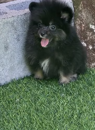 Machos Pomeranian PAPÁ Ruso excelente estructura y pelaje  - Imagen 2