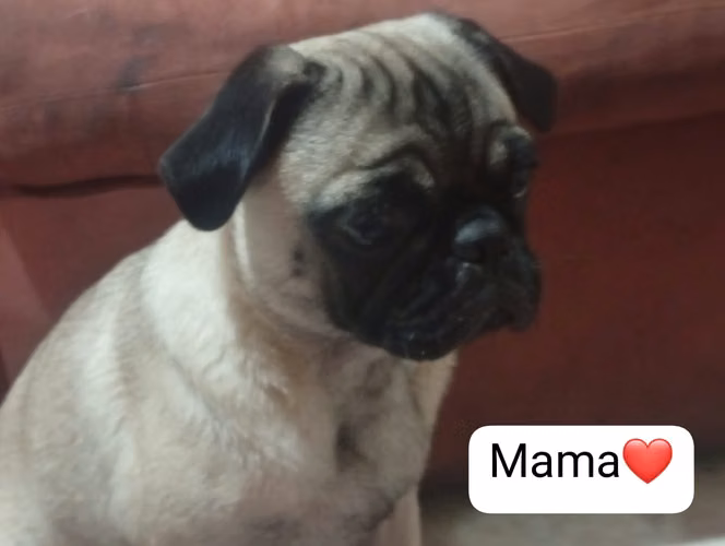 4 bebés pug Carlinos disponibles. Tiernos y juguetones 