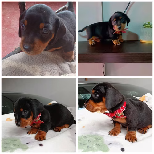Hermoso Salchicha Caniche 