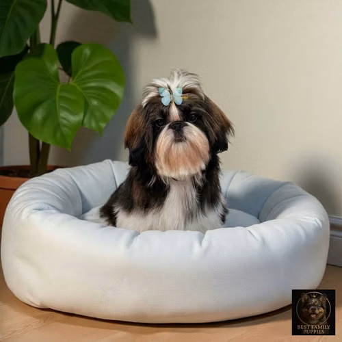 Cachorro SHIH TZU disponible - Imagen 9