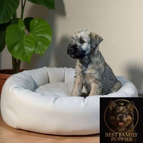 Cachorro SCHNAUZER MINIATURA disponible - Imagen 2