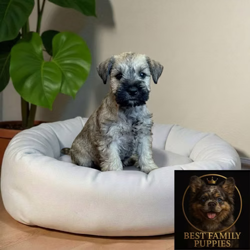 Cachorro SCHNAUZER MINIATURA disponible - Imagen 3