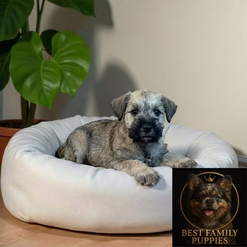 Cachorro SCHNAUZER MINIATURA disponible - Imagen 4