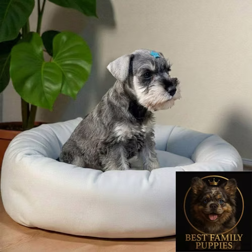 Cachorro SCHNAUZER MINIATURA disponible - Imagen 9