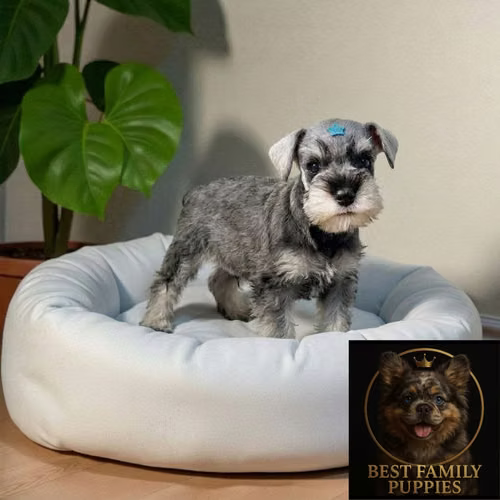 Cachorro SCHNAUZER MINIATURA disponible