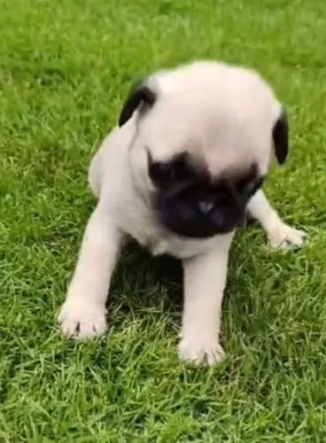 Pug bellos - Imagen 2