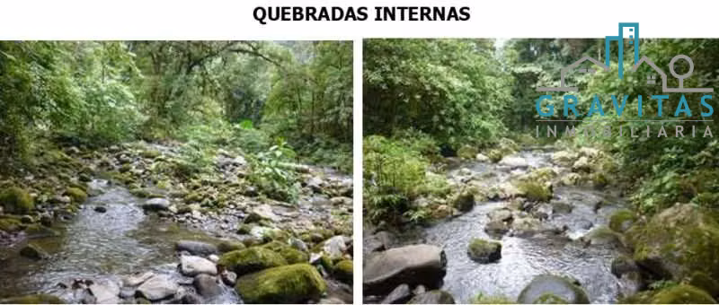 Venta de finca en Guápiles | 70,3 Ha | CON FINANCIAMIENTO | F 723 - Imagen 19
