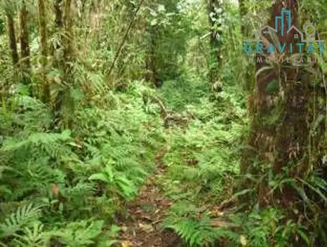 Venta de finca en Guápiles | 70,3 Ha | CON FINANCIAMIENTO | F 723 - Imagen 16