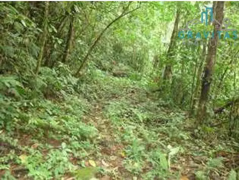 Venta de finca en Guápiles | 70,3 Ha | CON FINANCIAMIENTO | F 723 - Imagen 17