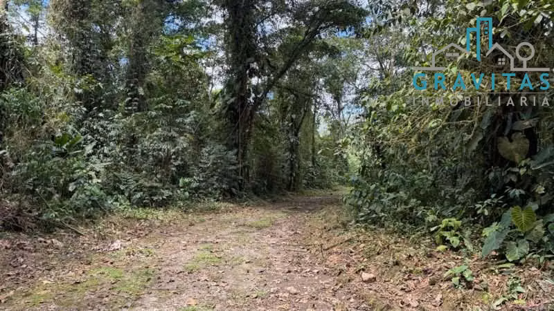 Venta de finca en Guápiles | 70,3 Ha | CON FINANCIAMIENTO | F 723 - Imagen 4