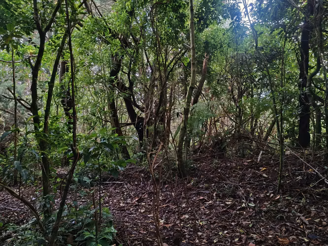 Tiny House (casita) en el Bosque – San Rafael de Heredia - Imagen 14