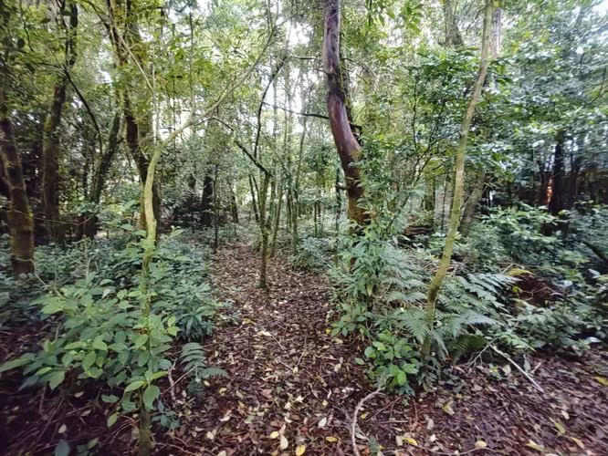 Tiny House (casita) en el Bosque – San Rafael de Heredia - Imagen 15