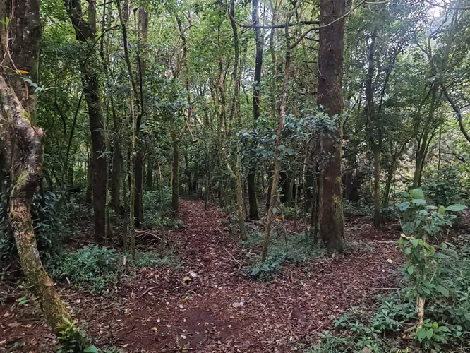 Tiny House (casita) en el Bosque – San Rafael de Heredia - Imagen 18