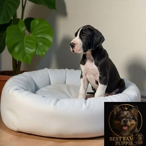 Cachorro GRAN DANES disponible - Imagen 2