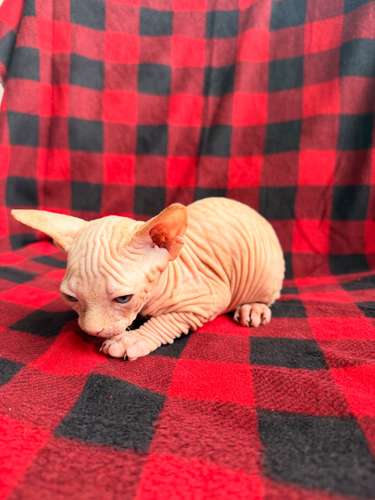 Sphynx hembra y macho 