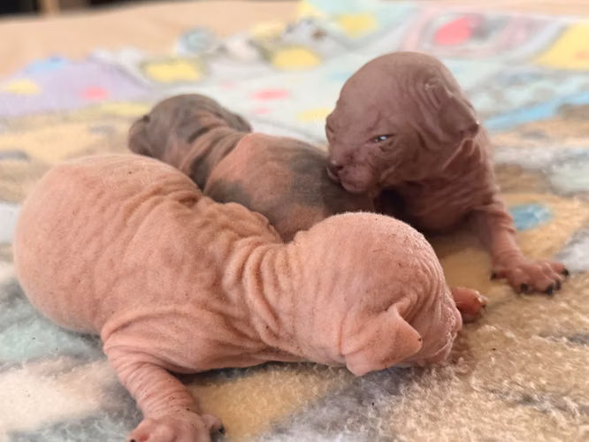 Sphynx hembra y macho 