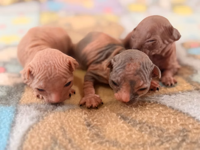 Sphynx hembra y macho 