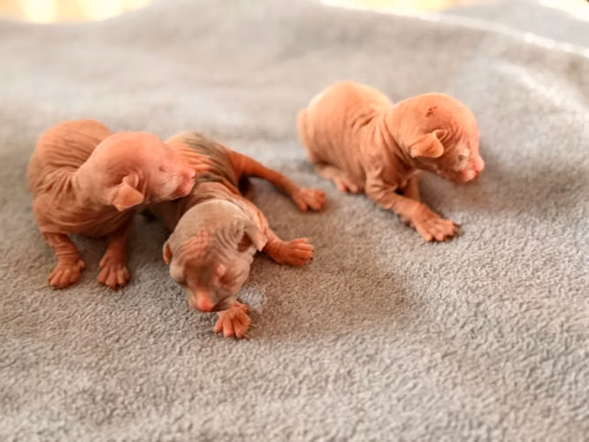 Sphynx hembra y macho  - Imagen 3