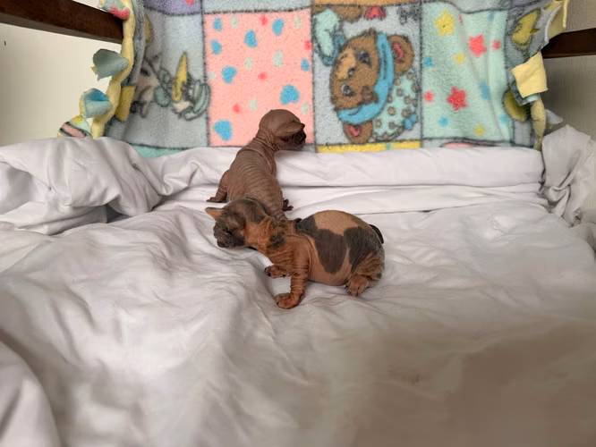 Sphynx hembra y macho 