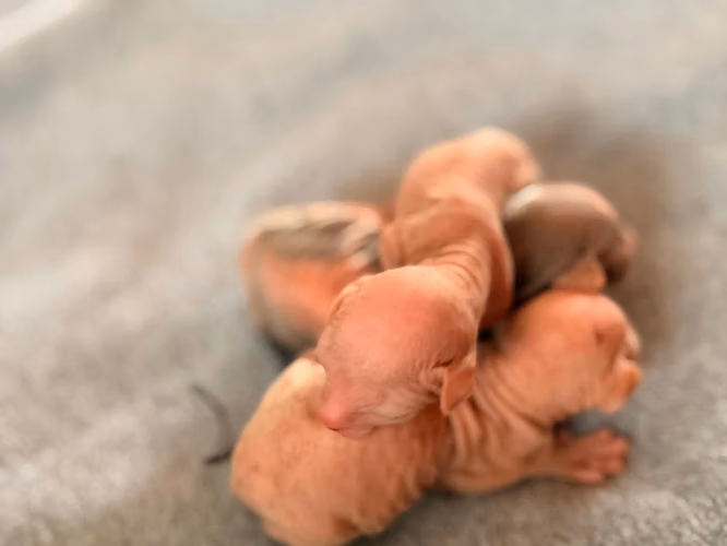 Sphynx hembra y macho  - Imagen 6