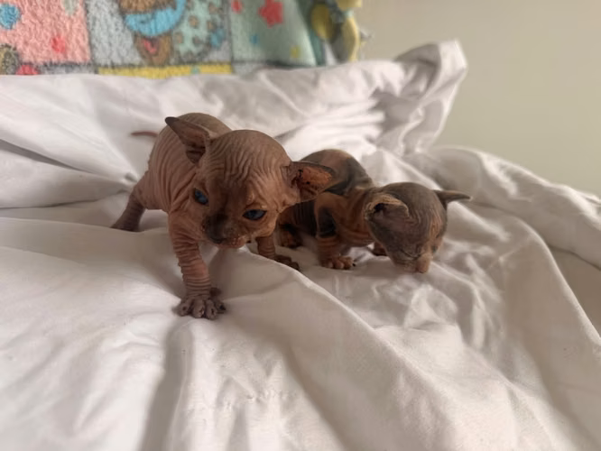 Sphynx hembra y macho 