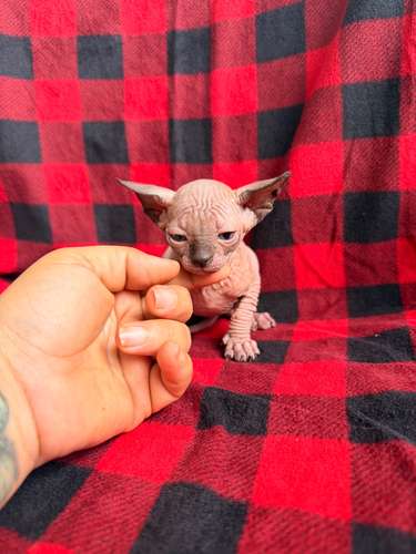 Sphynx hembra y macho 