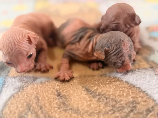 Sphynx female and male