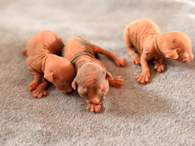 Sphynx hembra y macho  - Imagen 4