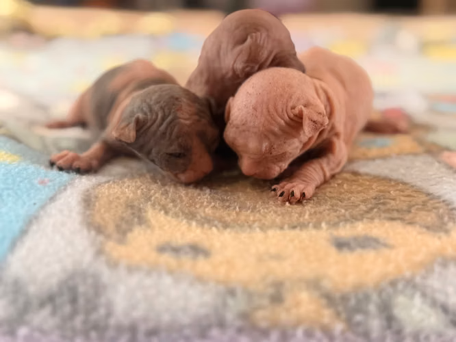 Sphynx hembra y macho 