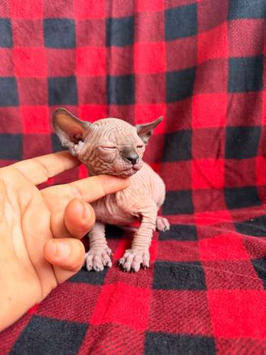 Sphynx hembra y macho 