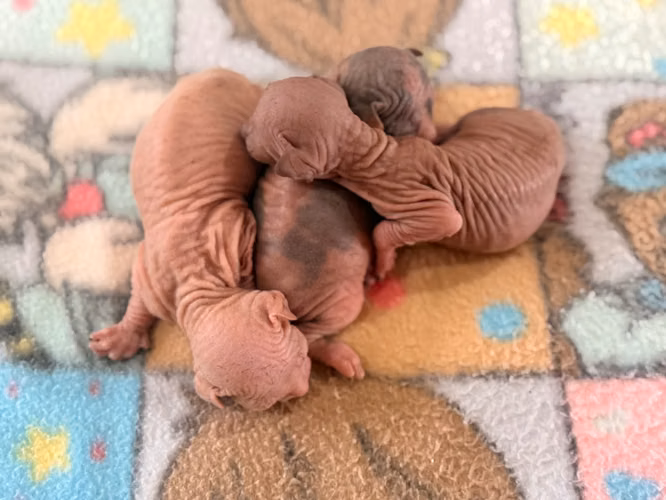Sphynx hembra y macho 