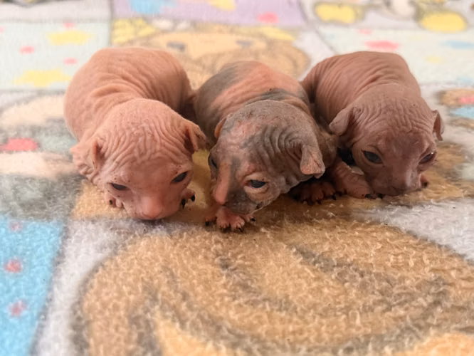 Sphynx hembra y macho 