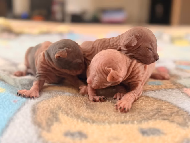 Sphynx hembra y macho 