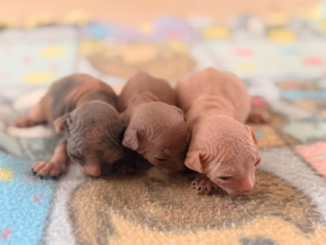 Sphynx hembra y macho 