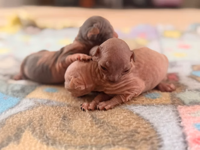 Sphynx hembra y macho 