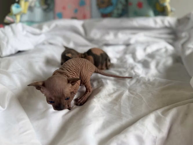 Sphynx hembra y macho 