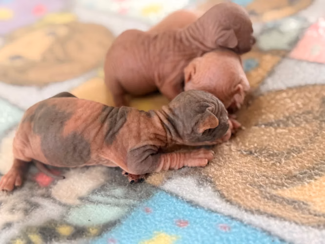Sphynx hembra y macho 