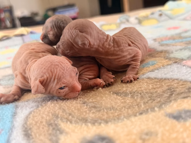 Sphynx hembra y macho 