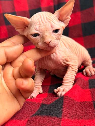 Sphynx hembra y macho 