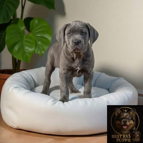Cachorro CANE CORSO (MASTIN ILIANO) disponible - Imagen 5