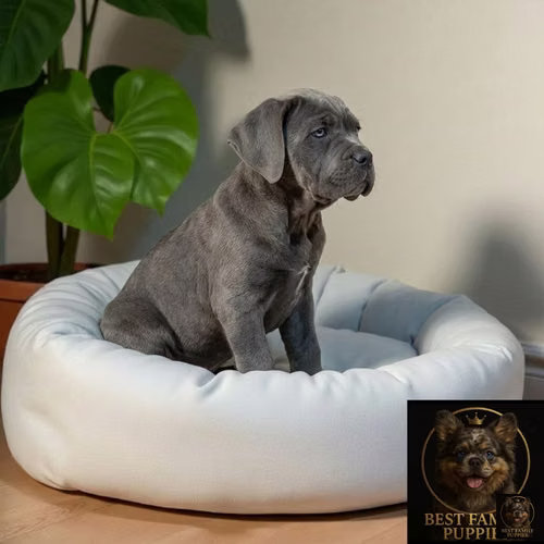 Cachorro CANE CORSO (MASTIN ILIANO) disponible - Imagen 8