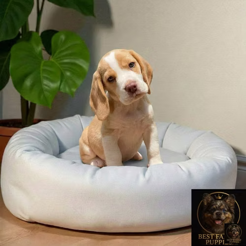 Cachorro BEAGLE POCKET AMERICANO BICOLOR LIMON disponible - Imagen 4