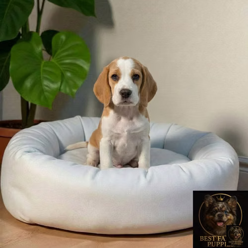 Cachorro BEAGLE POCKET AMERICANO BICOLOR LIMON disponible