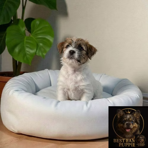 Cachorro JACK RUSELL PELO DURO disponible - Imagen 8